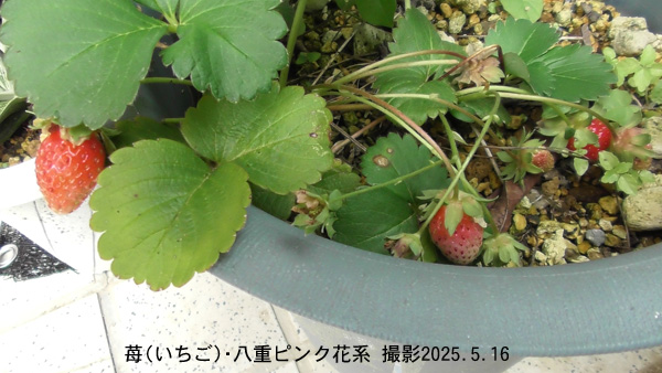 いちご5