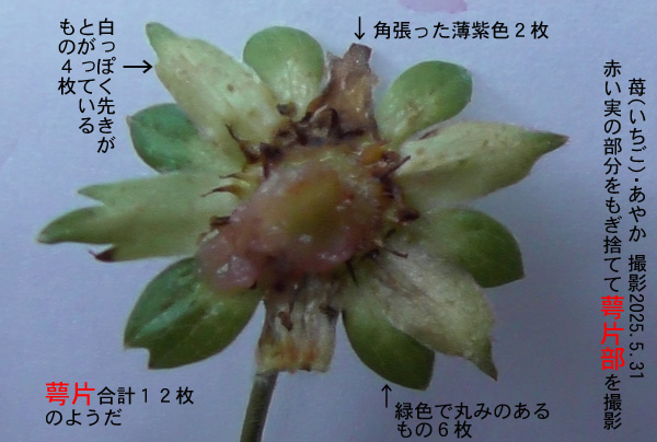 いちご6