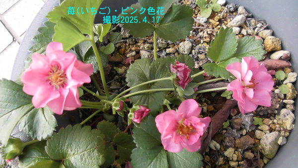 苺