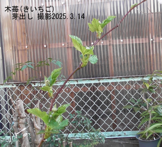 木苺