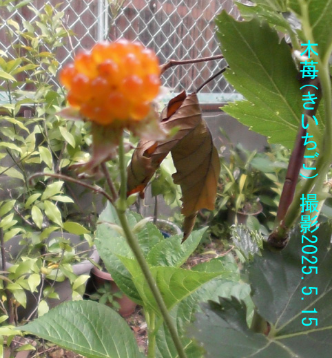 木苺2