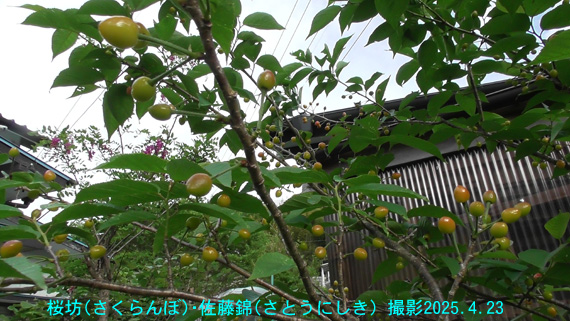 桜坊10