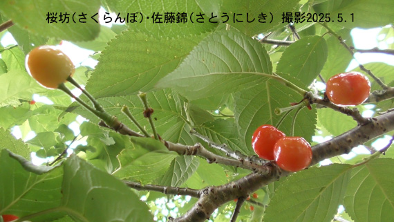桜坊11