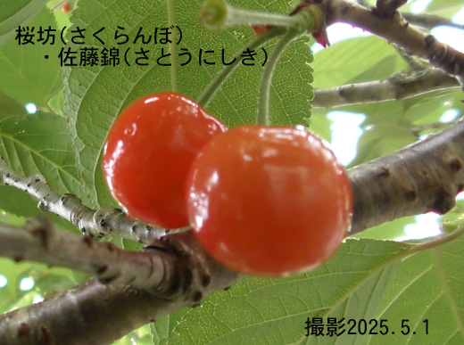 桜坊12