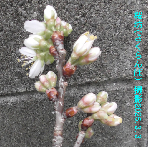 桜ん坊