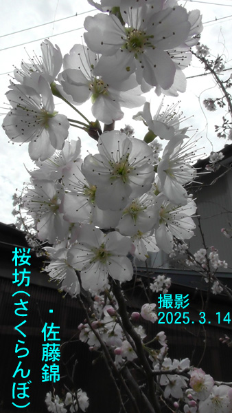 桜ん坊2