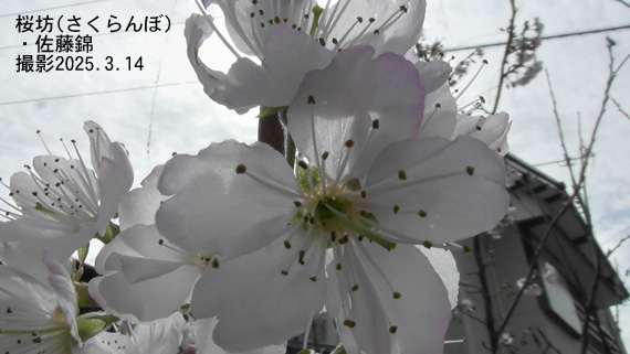桜坊6