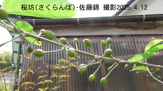 桜坊8