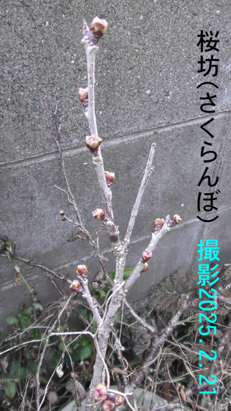 桜坊2