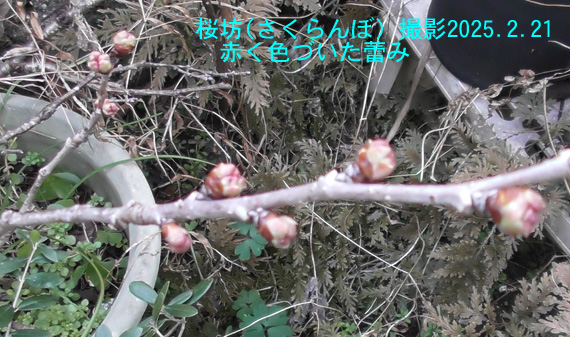 桜坊1