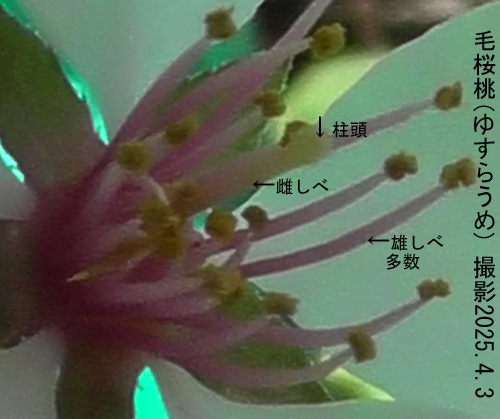 木苺3