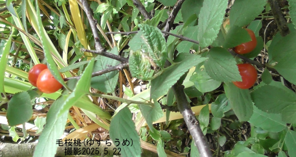木苺4
