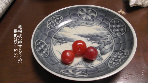 毛桜桃6