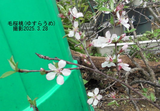 毛桜桃(ゆすらうめ)