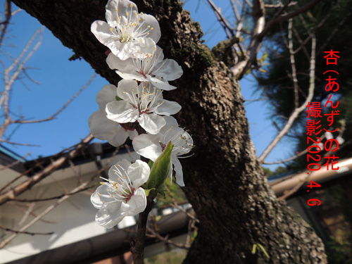 杏の花