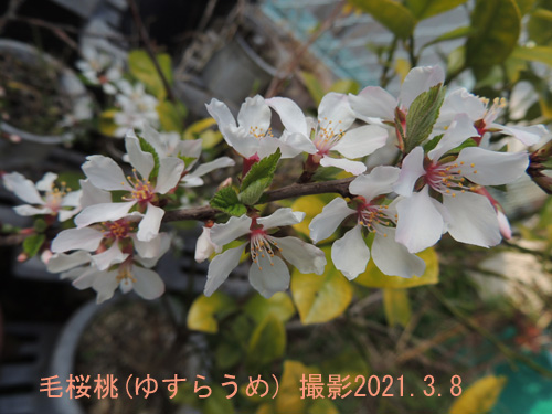 毛桜桃2