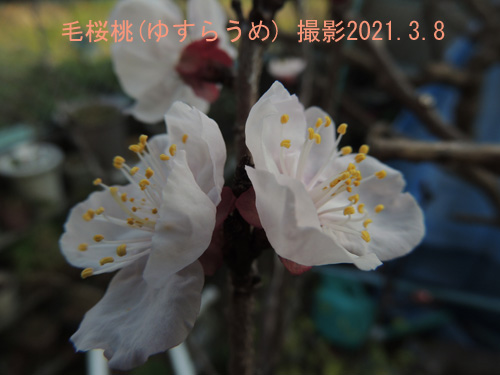 毛桜桃3