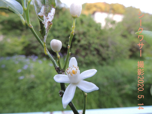 シークワサーの花3