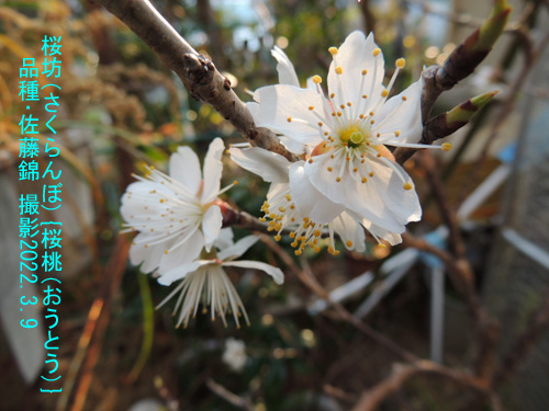 桜坊2