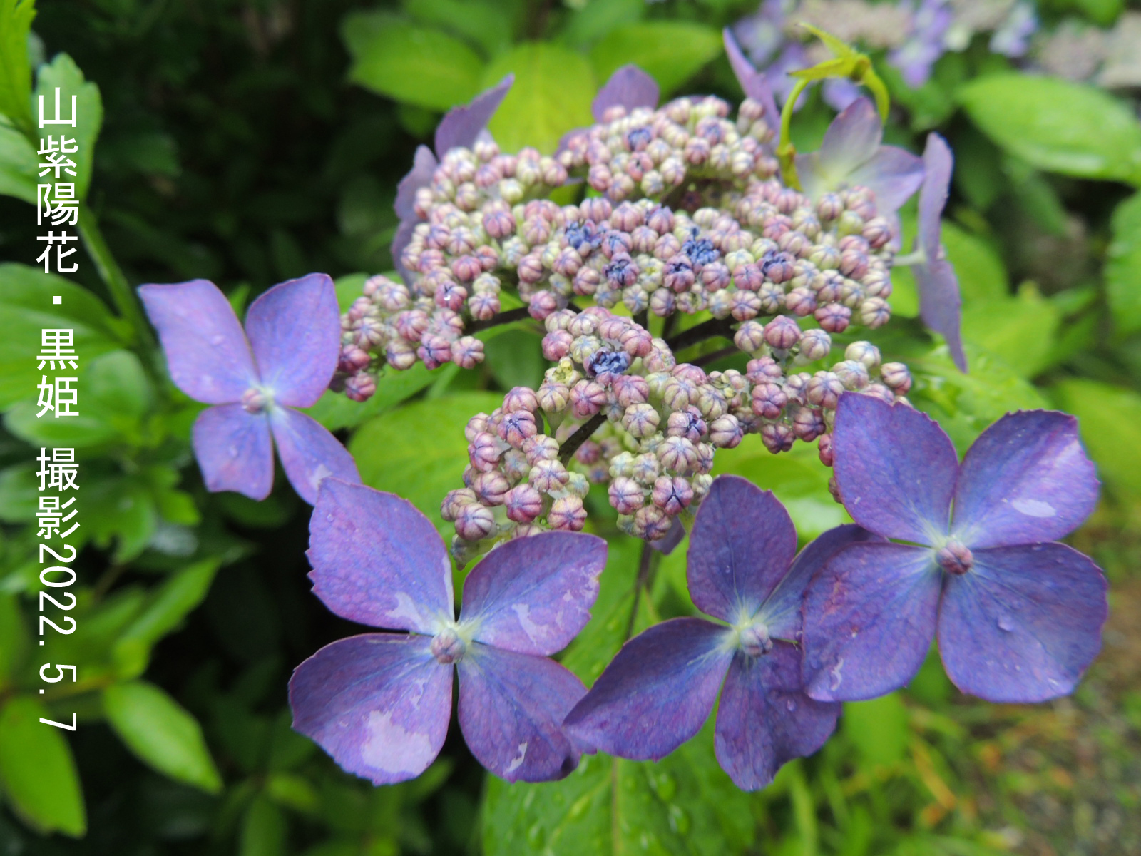 特選】 アジサイ 5寸5種5鉢 紫陽花