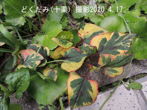 どくだみ草