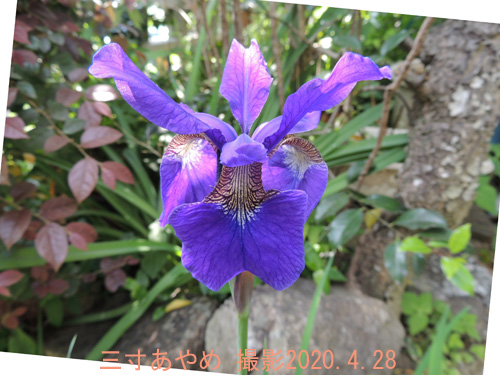 三寸菖蒲2