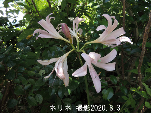 ８月の花