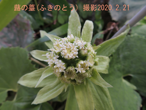 ２月の花