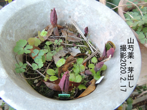 山芍薬