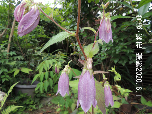 蛍袋･紫花