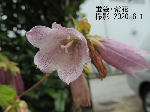 蛍袋･紫花2