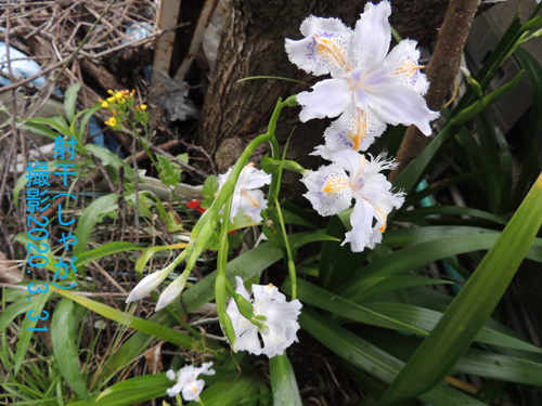 ３月の花