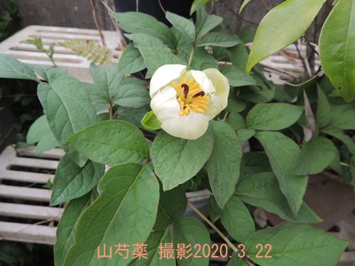 山芍薬3