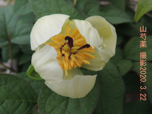 ３月の花