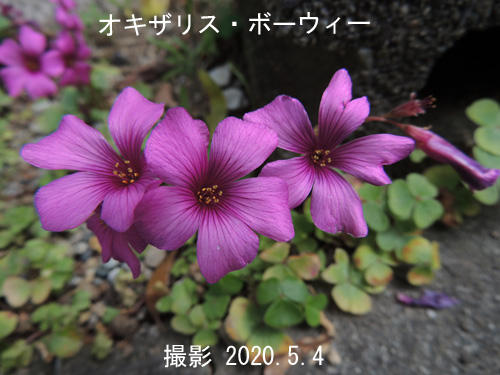 ５月の花