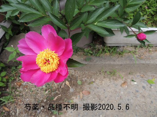 芍薬2