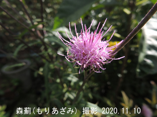 １１月の花