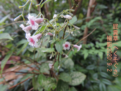 ９月の花