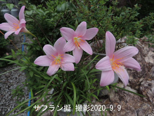 ９月の花