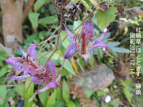 １２月の花