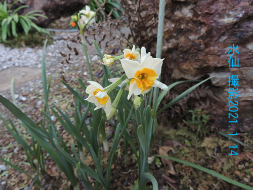 １月の花