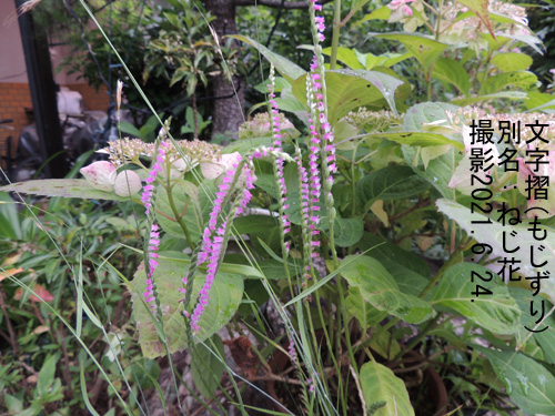 ７月の花