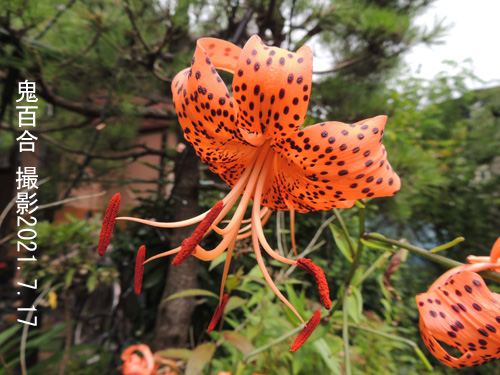 ７月の花