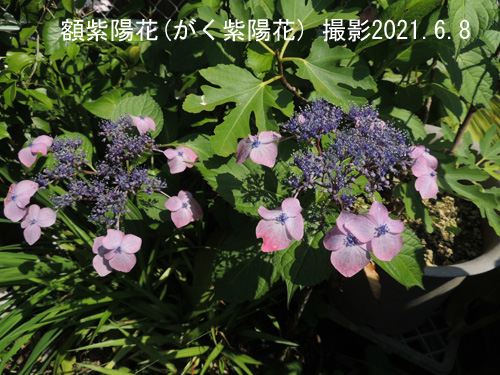 額紫陽花