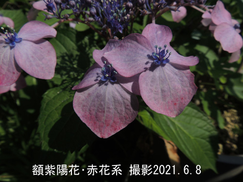 額紫陽花2