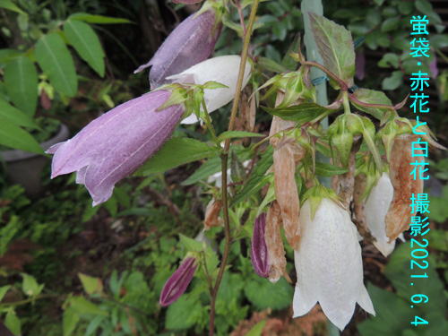 蛍袋･紫花と白花