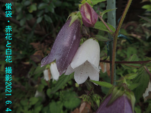 蛍袋･紫花と白花2