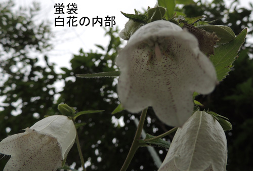 白花内部