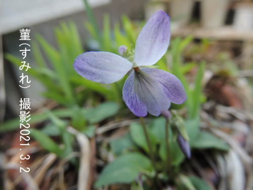 ３月の花