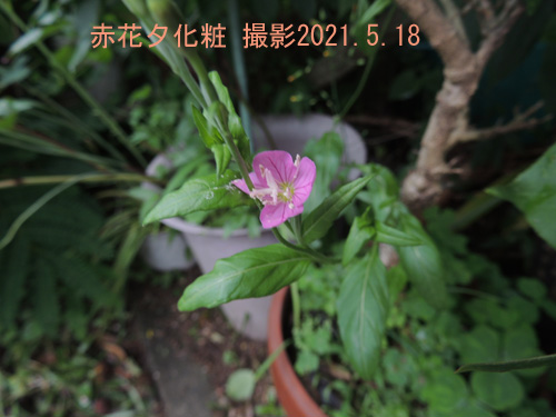 赤花夕化粧